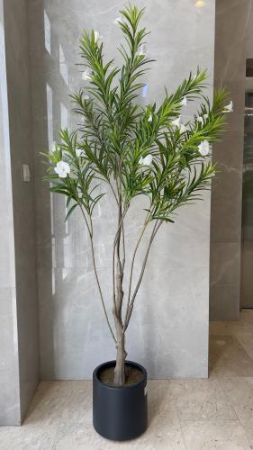 شجر ارتفاع 1.90 م