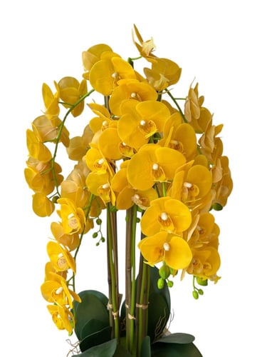 اوركيد اصفر بمركن