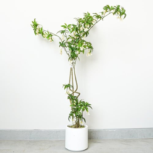 شجرة الشفليرا الاصطناعية 1.7متر