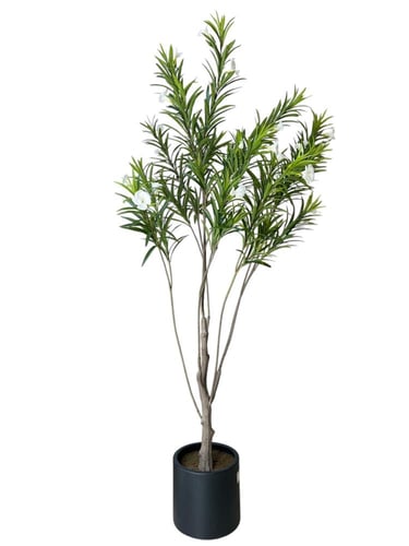 شجر ارتفاع 1.90 م