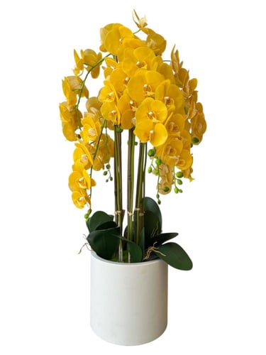 اوركيد اصفر بمركن