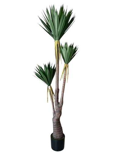 شجرة اليوكا الاصطناعية 3 فروع 2متر