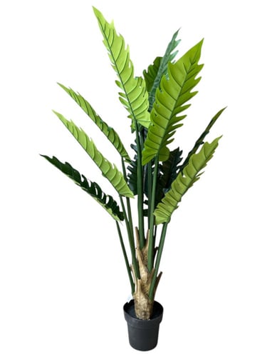 شجر فيلو 15 ورقه 1.50 متر