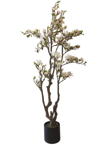 شجر الماغنوليا ابيض مقاس 2٫2م