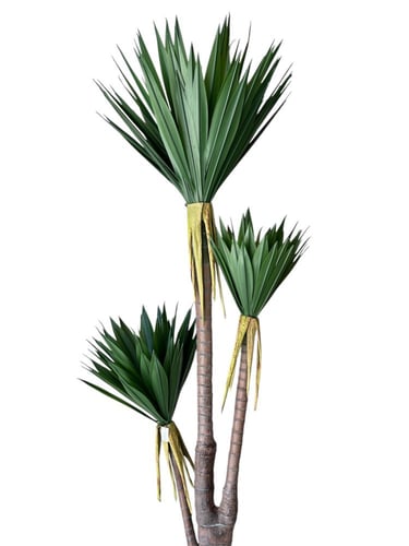 شجرة اليوكا الاصطناعية 3 فروع 2متر