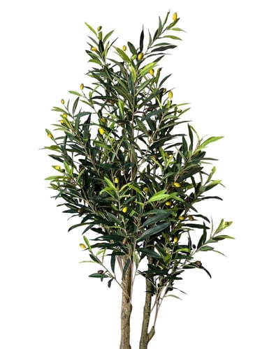 شجر زيتون ارتفاع 1.70 م