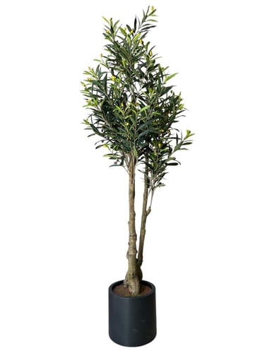 شجر زيتون ارتفاع 1.70 م