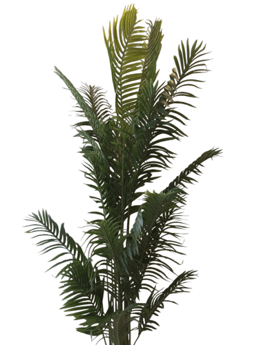 شجر نخل كواي 2٫5م - شجرة نخيل صناعيه