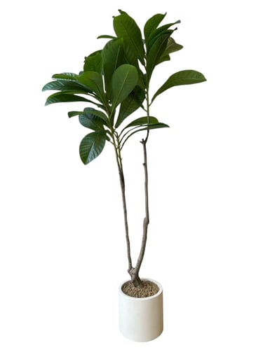 ماغنوليا شجرة صناعية ارتفاع 1٫5م