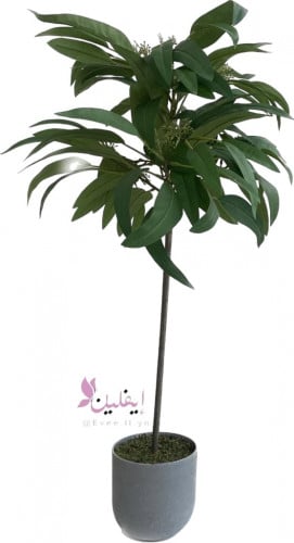 شجرة المانجو