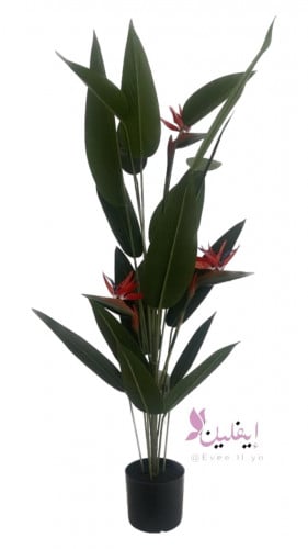 شجرة برايديس