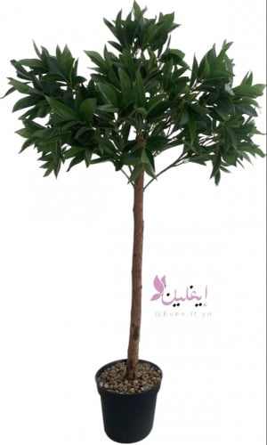 شجرة اوراق الغار