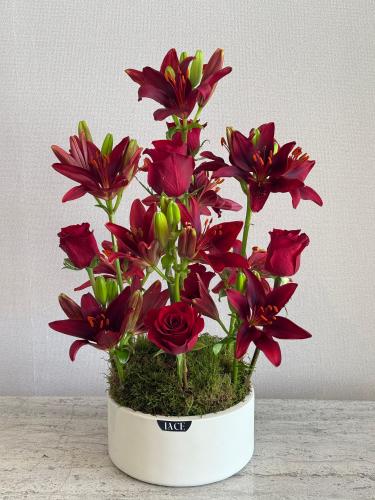 فازة الليلوم الاحمر