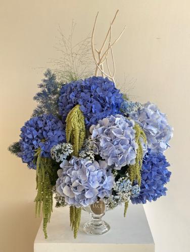 فازة الهيدرنجا