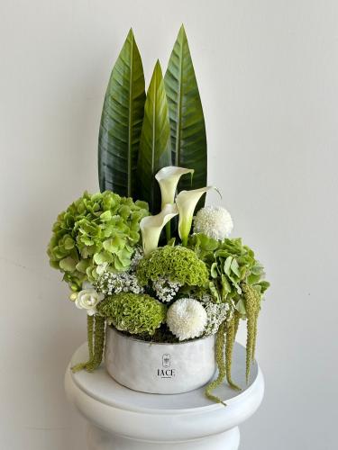 فازة السيلوزيا مع الكالا والهيدرنجا