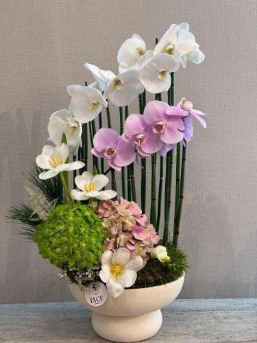 فلانيبسوس ميكس