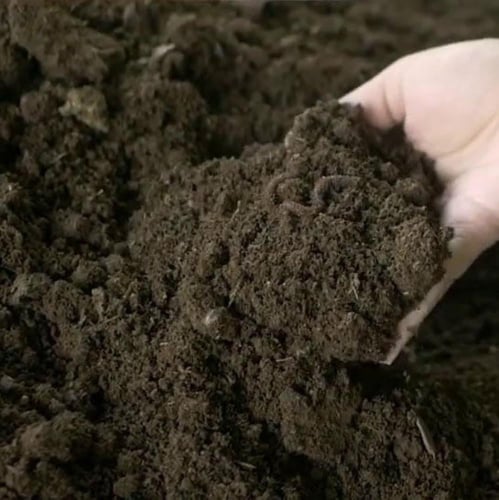 سماد دودة الأرض