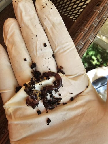 ريد ويجلير 100 red wiggler