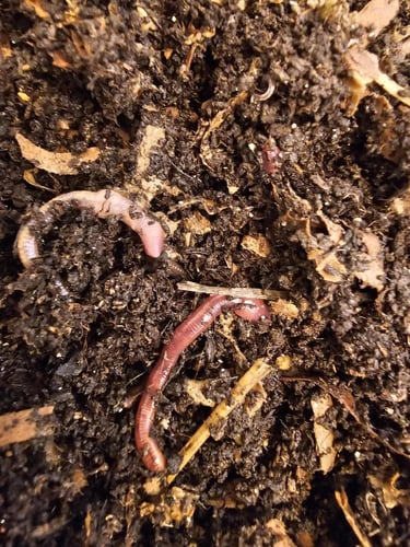 ريد ويجلير 100 red wiggler