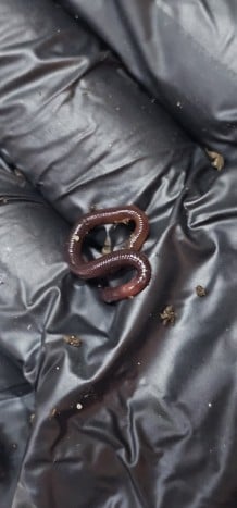 100 دودة منوعة + 10 حبات مجانا