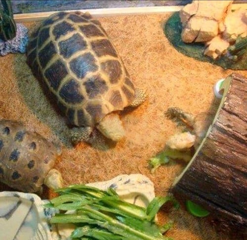 حصيرة رول من الياف جوز الهند