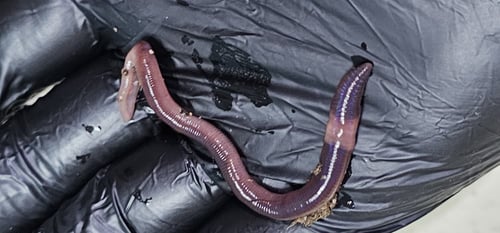 75 دودة منوعة + 7 حبات مجانا