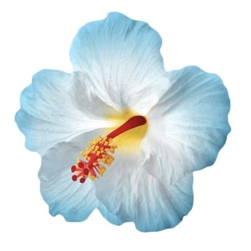 2 - Flower baby blue | ورده زرقاء