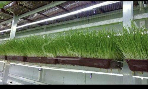 غرفة استنبات شعير ٥٠٠ كيلو يومي