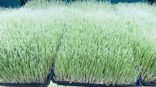 غرفة استنبات ٢٥٠ كيلو يومي