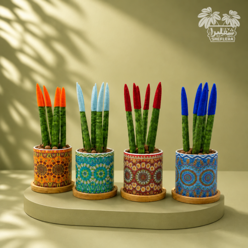 Small Senceveria cactus in vases with Islamic engravings on a wooden base