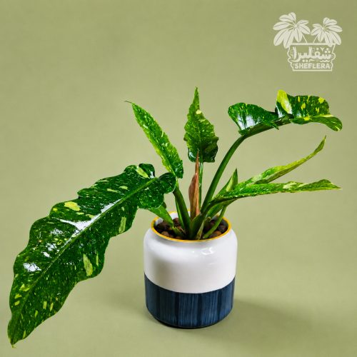 فيلودندرون "حلقة النار" - Philodendron “Ring of Fi...