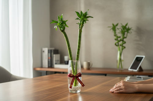 بامبو الحظ - Lucky Bamboo في فازة من الزجاج بتصميم...
