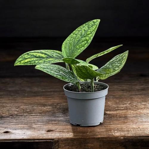 ماربل بلانت – Epipremnum Marble Queen (حوض 14 سم)