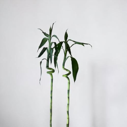 بامبو الحظ الفاخر – Lucky Bamboo
