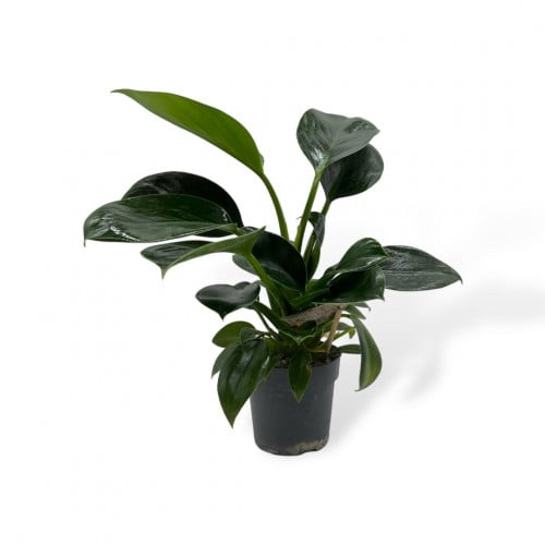 فيلودندرون إمبريال جرين (Philodendron Imperial Gre...