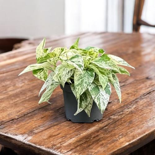 بوتس سنو كوين – Pothos Snow Queen (حوض 12 سم)