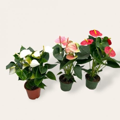 أنتوريوم – Anthurium | زهرة الفلامنجو الفاخرة