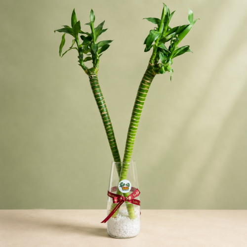 بامبو الحظ - Lucky Bamboo في فازة من الزجاج بتصميم...