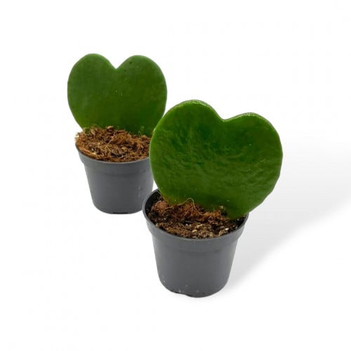 هويا قلب الحب – Hoya Heart