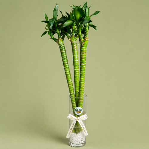 بامبو الحظ - Lucky Bamboo في فازة من الزجاج بتصميم...
