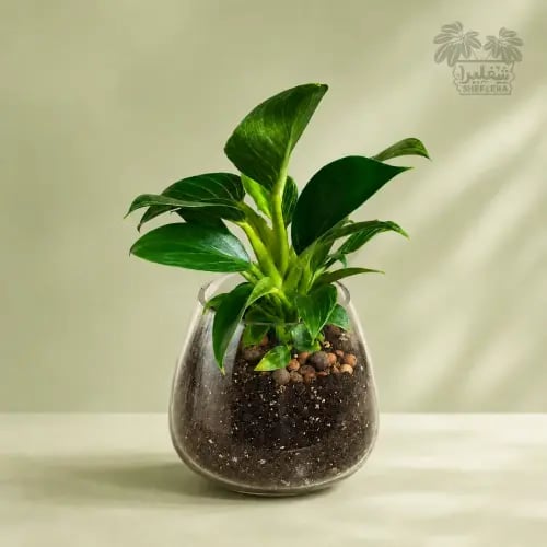 فيلوديندرون بيركن في وعاء زجاجي دائري