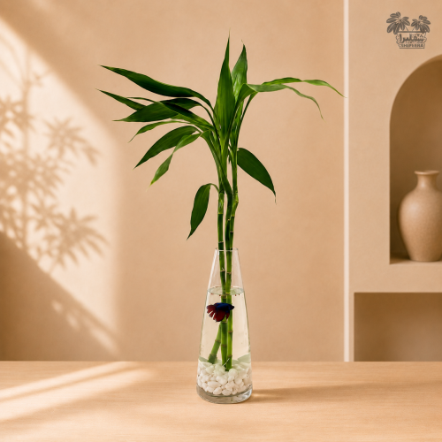 البامبو المائي مع سمكة البيتا – Lucky Bamboo with...