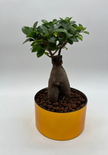 فيكس ميكروكاربا (Ficus ginseng) في حوض زجاجي ذهبي...