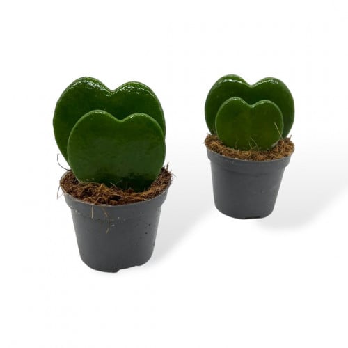 نبتة القلب المزدوج – Hoya Kerrii Double Heart