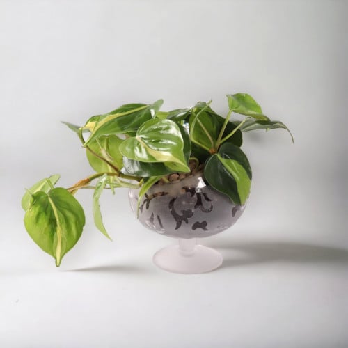 فيلوديندرون قلب الحب (Philodendron hederaceum ‘Bra...