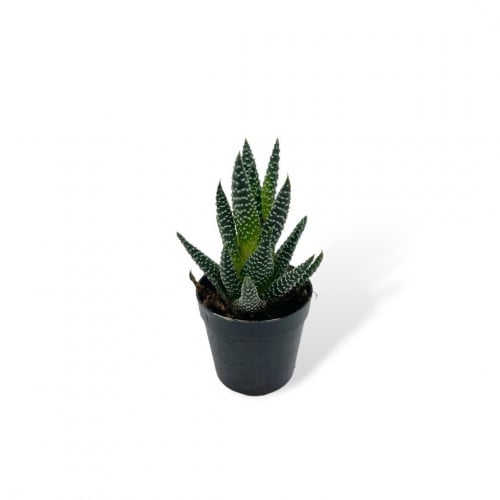 نبتة هوارثيا زيبرا – Haworthia Zebra مركن 5سم