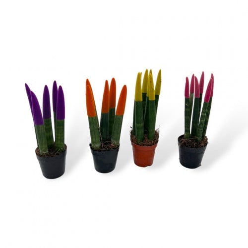 سانسيفيريا أصابع الباندا – Sansevieria Cylindrica
