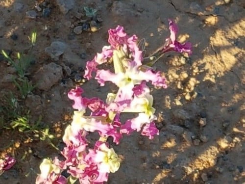 شقارا 100 بذرة تقريبا Matthiola longipetala