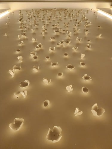 وروود الفل ١٢٥ حبه . / ٦ أشكال