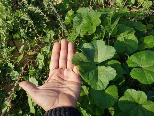 خبيز 100 بذرة واكثر Malva parviflora